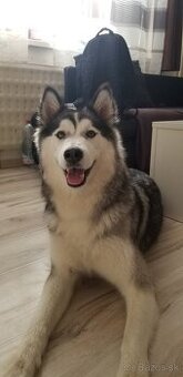 Darujem fenu sibírsky husky