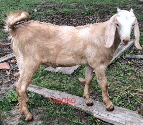 Na predaj anglonubijskehý capko, kozička a koza