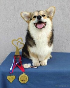 WELSH CORGI PEMBROKE