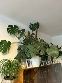 Monstera deliciosa