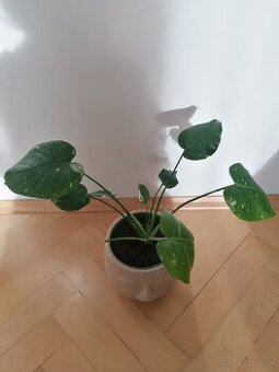 Monstera thai constalation