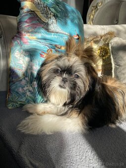 shih-tzu šteňiatko (shi tzu, si-tzu, shitzu, si-cu) shi tzu, - 1