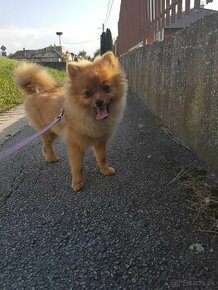 Pomeranian (nemecký trpasličí špic)