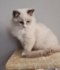 Ragdoll