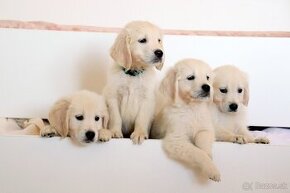 Zlatý retriever/ Golden retriever