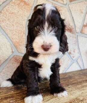 Cockapoo cavapoo  maltipoo