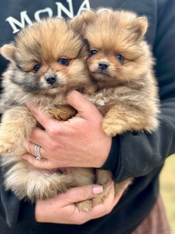 Pomeranian Trpazličí Špic - MERLE - modré oči