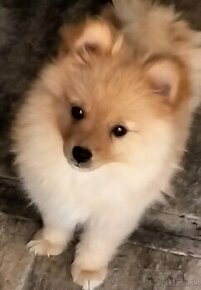 Oranžový špic -Pomeranian