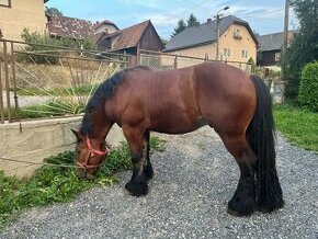 Predám kone - žrebce, chladnokrvníky