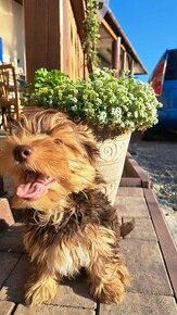 Yorkshire terrier