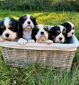 Cavalier King Charles Spaniel