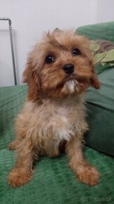 Cavapoo, cavapo