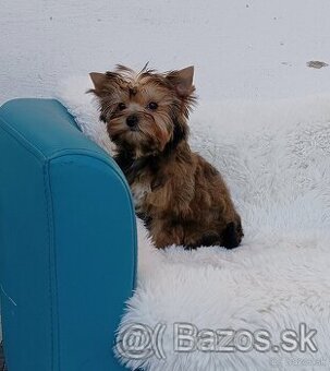 Yorkshire terrier - sable ,ocean pearl