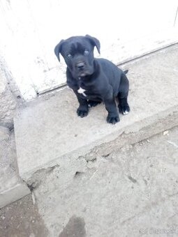 Cane corso