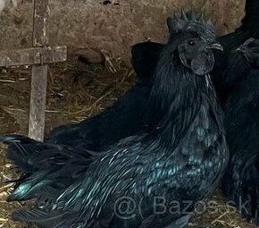 AYAM CEMANI