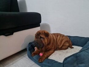 ⭐️SHAR-PEI šteniatko