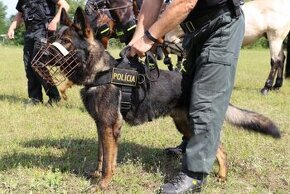 Nemecký ovčiak Belgický ovčiak Malinois