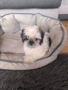 Predám šteniatka Shi-tzu ši-cu šicu shihtzu