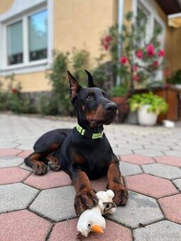 DOBERMAN ŠTENIATKA S FCI P.P