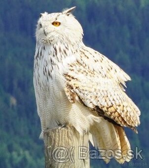 Výr veľký západosibírsky (Bubo bubo sibiricus)