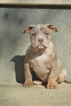 American bully