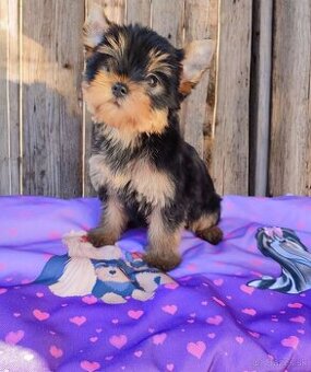 Yorkshire terrier - šteniatka s PP(rodokmeňom)