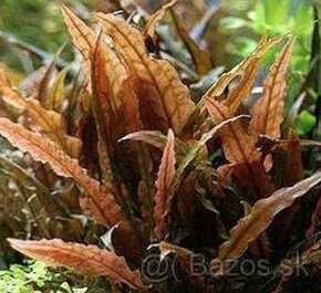 Predam rastlinky / Cryptocoryne wendtii Brown