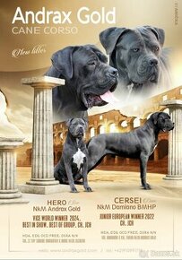 Cane corso s PP /FCI/