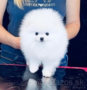 Pomeranian