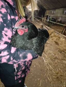 Australorp modra ,kohut