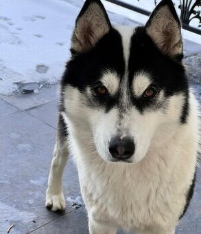 Darujem Fenku Husky