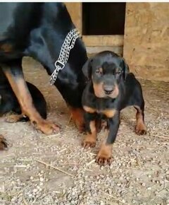 DOBERMAN ŠTENIATKA S FCI P.P