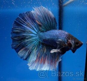 Bojovnice- Betta splendens