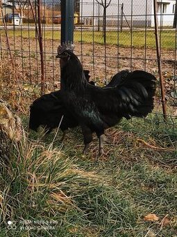 Ayam cemani NV