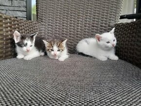 Darujem 3 mačiatka