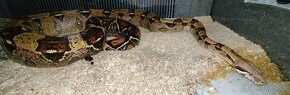 Boa constrictor - 1