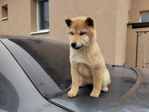 Shiba inu