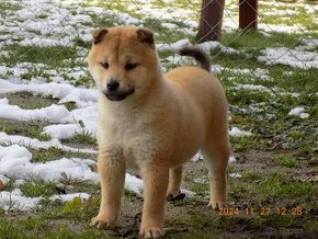 Shiba inu