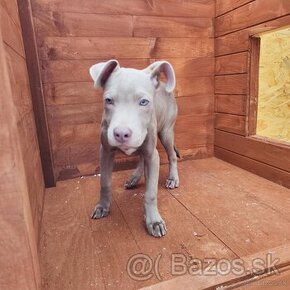 Americký pitbulterier pitbul pitbull silver lilac rare Top