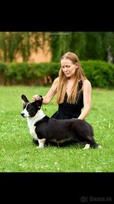 Welsh corgi cardigan