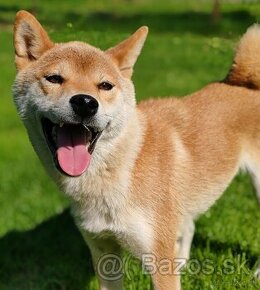 Shiba inu fenka s PP