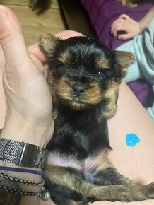 Yorkshire terrier s PP