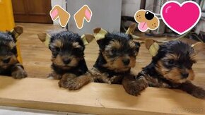 Predám šteniatka Yorkshire terrier