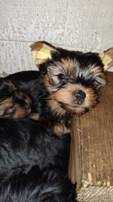 Predám šteniatka Yorkshire terrier