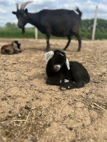 Mini koza , holandská minikoza mini ovečka