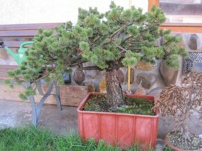 bonsai,bonsaj-borovica kosodrevina