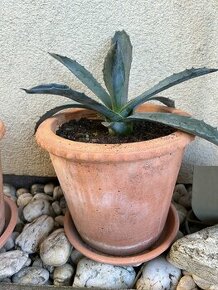 Agave (20cm) v ozdobnom hlinenom crepniku