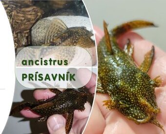 Na predaj prísavník (Ancistrus) – 13 cm