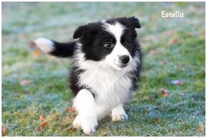 Border Collie Border Kolia s PP FCI