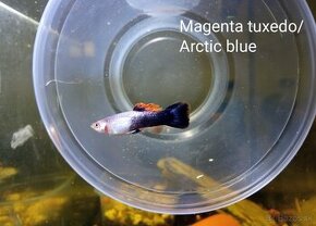 Gupka Arctic blue cistalinia